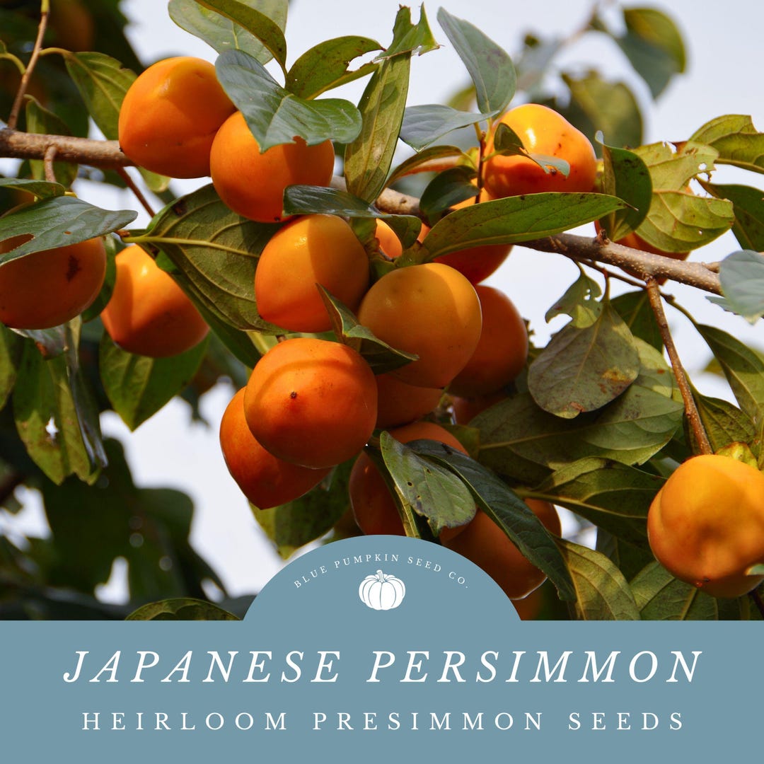Japanese Persimmon Fruit Tree Seeds: Grow Persimmons Right in Your Own ...