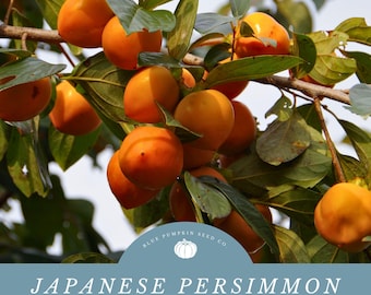 Japanese Persimmon Fruit Tree Seeds: Grow Persimmons Right in Your Own Backyard! Hardy in Zones 7-9