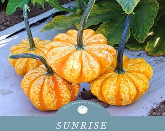 May include: Four small, orange and white striped pumpkins with green stems. The pumpkins are arranged in a pile on a white surface. The text "BLUE PUMPKIN SEED CO." and "SUNRISE F1 HYBRID PUMPKIN SEEDS" is displayed below the pumpkins.
