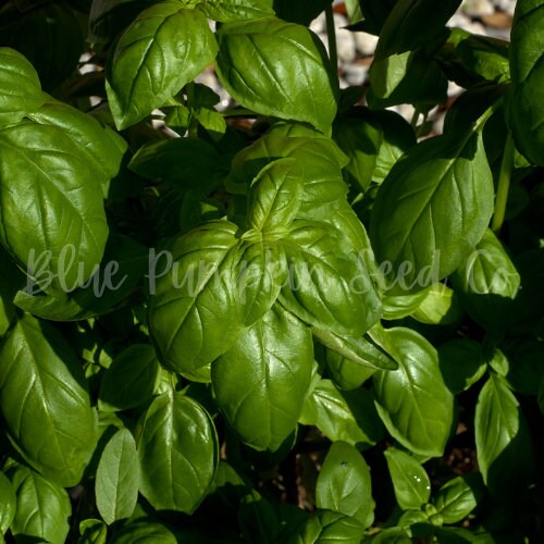 Large Leaf Italian Basil Extra large basil Sweet basil Etsy