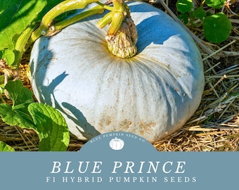 Blue Prince F1 Pumpkin Seeds -  AAS Winning Pumpkins - Fast Maturing and Disease Tolerant - Perfect For Fall Displays