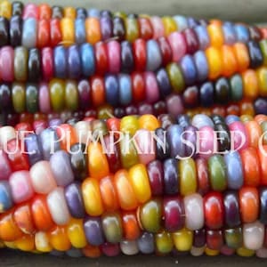 Two cobs of glass gem corn.