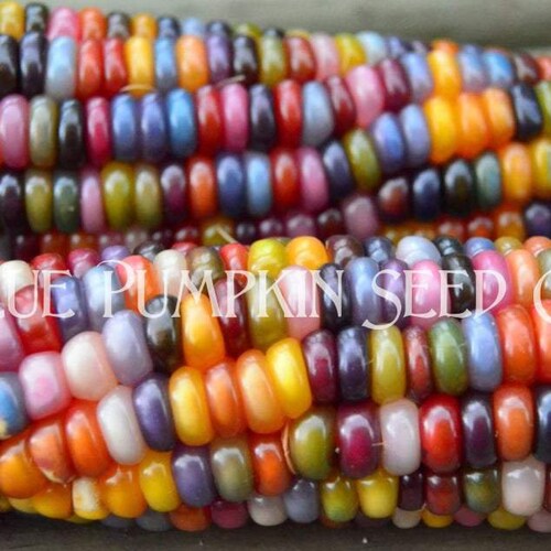 Glass Gem Corn Seeds organic Glass Corn Rainbow Corn Etsy