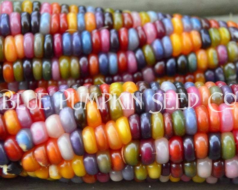 Two cobs of glass gem corn.
