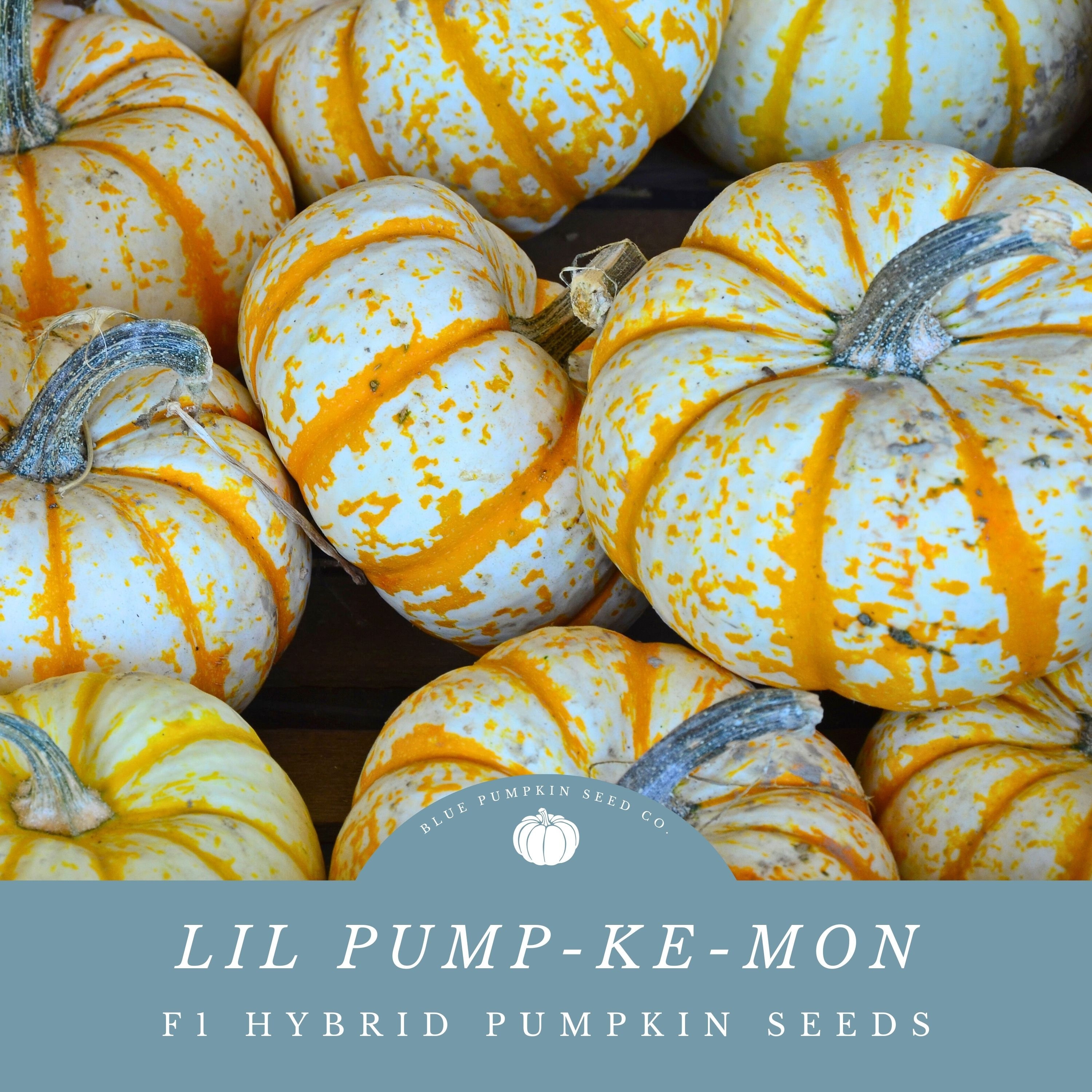 Lil' Pump-ke-mon Pumpkin (f1/c.pepo) Seeds: Pokemon Pumpkin