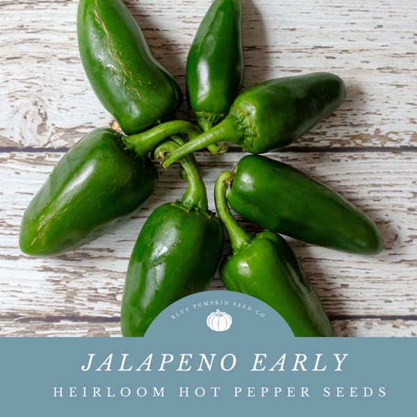 Jalapeno Early Hot Pepper Seeds: Harvest the Heat Sooner-for Quick and Fiery Flavor