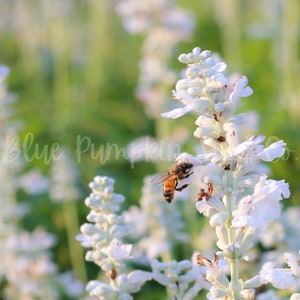 Elegance Ice lavender blooms with a bee collecting pollen.