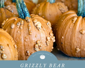 Grizzly Bear Pumpkin Seeds - Etsy