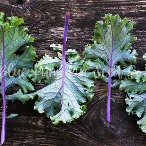 Red Russian kale leaves on a dark wooden table.