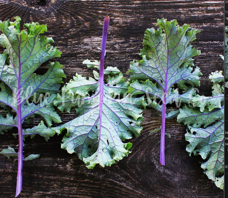Red Russian kale leaves on a dark wooden table.