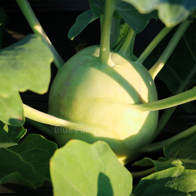 Close-up of young Superschmelz kohlrabi with the sun shining on it.
