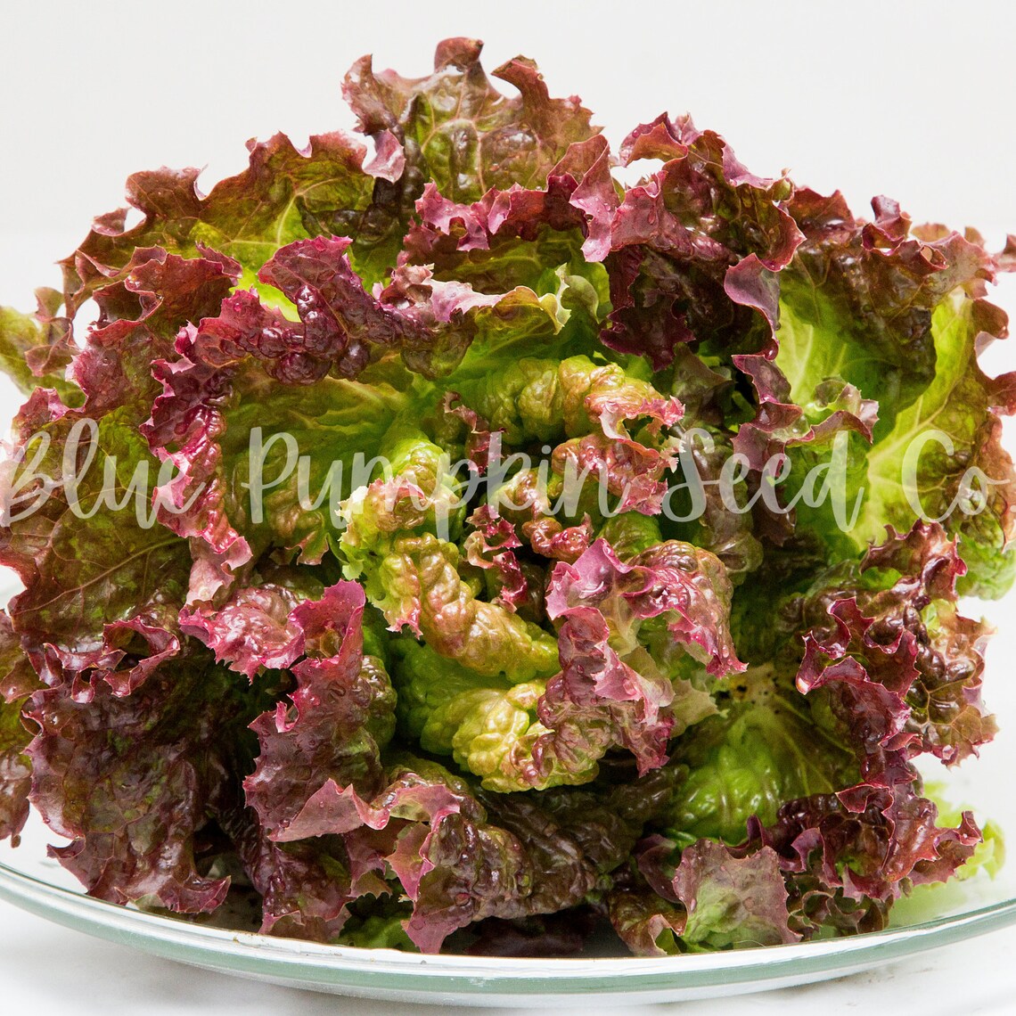 Prizehead Lettuce heirloom/op Seeds Prize Head Leaf Etsy