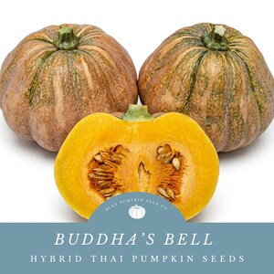 May include: Two whole round pumpkins with mottled tan and green skin alongside a halved pumpkin revealing bright yellow flesh and seeds. The text reads: BLUE PUMPKIN SEED CO. BUDDHA'S BELL HYBRID THAI PUMPKIN SEEDS with a small pumpkin icon.