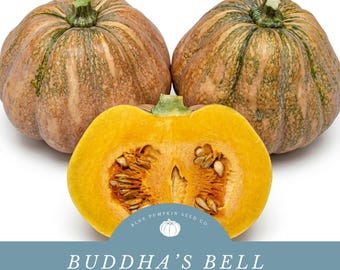 Puede incluir: Dos calabazas redondas enteras con piel moteada en tonos bronceado y verde junto a una mitad de calabaza que revela pulpa amarilla brillante y semillas. El texto dice: BLUE PUMPKIN SEED CO. BUDDHA'S BELL HYBRID THAI PUMPKIN SEEDS con un icono.