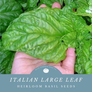 May include: Close-up of a large, green basil leaf. The leaf is held in a hand. The text "ITALIAN LARGE LEAF HEIRLOOM BASIL SEEDS" is displayed below the leaf. A logo for Blue Pumpkin Seed Co. is in the lower left corner.