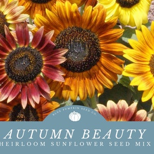 Autumn Beauty assorted  heirloom sunflower seeds: Stunning Fall Sunset Inspired Sunflower Seeds Mix