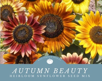 Autumn Beauty assorted  heirloom sunflower seeds: Stunning Fall Sunset Inspired Sunflower Seeds Mix