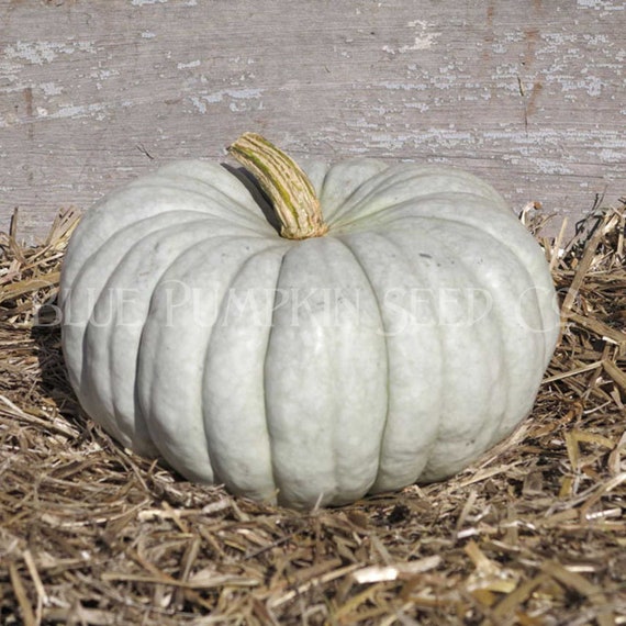 Jarrahdale Pumpkin heirloom/c.maxima Seeds Blue Bayou Etsy
