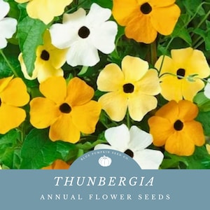 Thunbergia seed mix(annual/heirloom): Black eyed Susan climbing vine, clock vine, Thunbergia grandiflora, perennial flowers, vining flowers