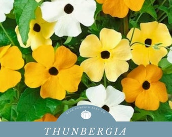 Thunbergia seed mix(annual/heirloom): Black eyed Susan climbing vine, clock vine, Thunbergia grandiflora, perennial flowers, vining flowers