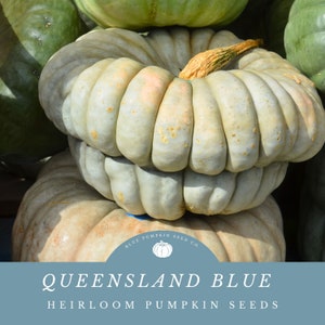 May include: A stack of Queensland Blue heirloom pumpkins. The pumpkins are a light blue-green color with a bumpy, ridged texture. The top pumpkin has a light brown stem. The text "Queensland Blue Heirloom Pumpkin Seeds" is displayed on a blue background with a white logo.