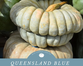 Queensland Blue pumpkin (heirloom/c.maxima) seeds: Australian pumpkin, heirloom, blue pumpkin, grey pumpkin, Australian blue squash, seeds