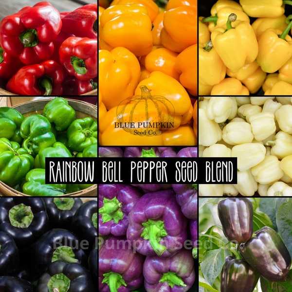 Rainbow Bell Pepper Blend (OP/Heirlooms) seeds: Rainbow bell pepper seed blend, bell pepper seed assortment, bell pepper seed mix