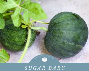 Semillas de sandía Sugar Baby: Mini sandía, sandía compacta, semillas de sandía, sandía dulce, sandía pequeña para jardín, en maceta