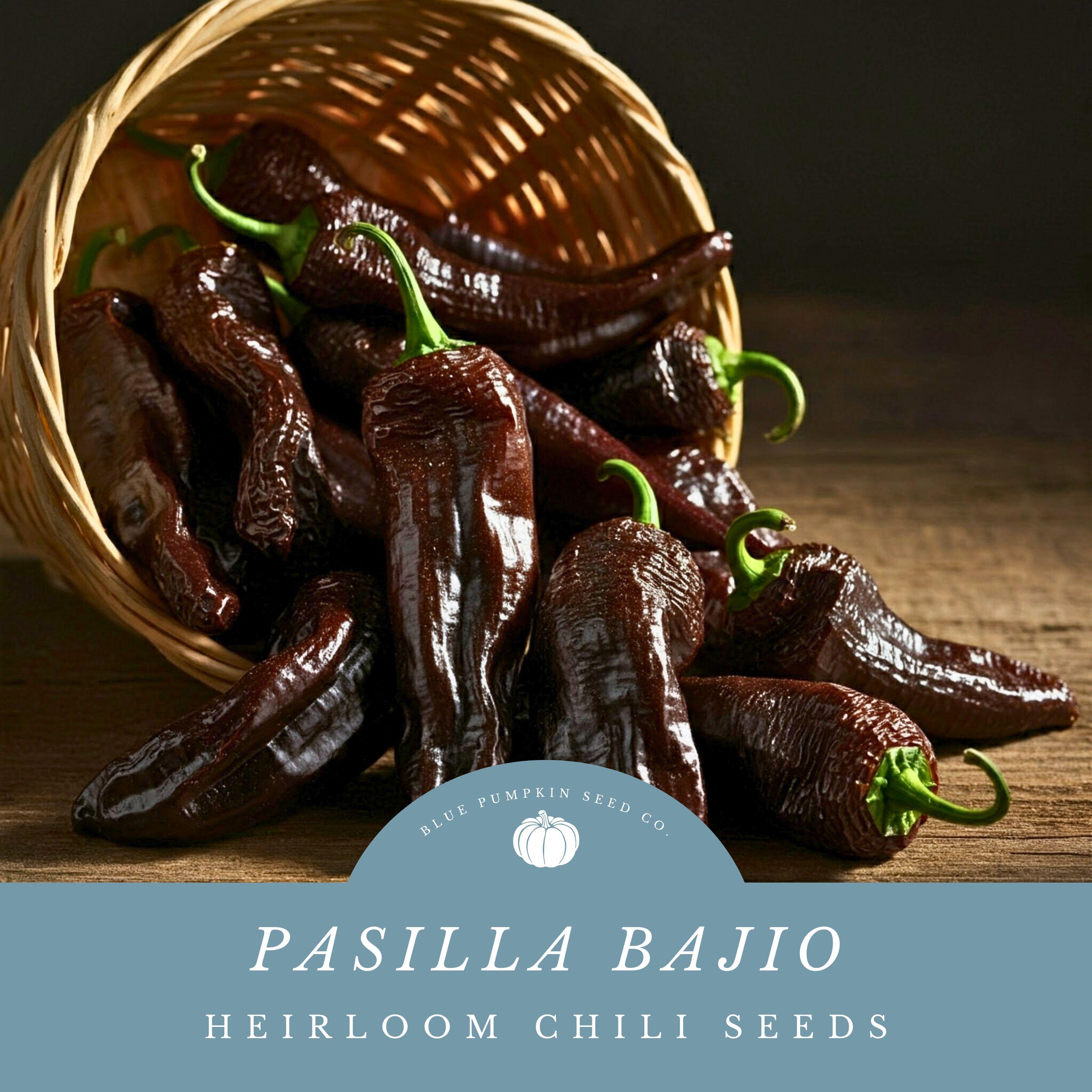 Pasilla Bajio Chili seeds: Mole Pepper, thin poblano chili, chilaca pepper, chilie negro, little raisin chili, Mexican chili, chili seeds