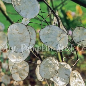 A close-up of the transparent leaves of the  Money plant (Honesty plant, Silver Pennies, Moon Plant, Lunaria)