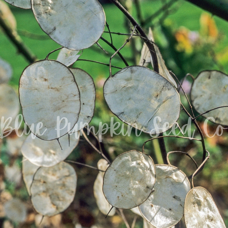 A close-up of the transparent leaves of the  Money plant (Honesty plant, Silver Pennies, Moon Plant, Lunaria)