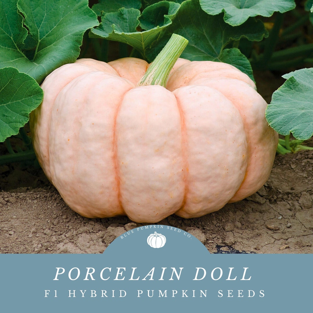 pumpkin♡ Kandy Korn Plus Hybrid Pumpkin Seeds [WS-16350] - $5.90