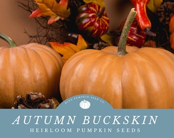 Autumn Buckskin Pumpkin Seeds: Grow Your Own Autumn Buckskin Pumpkins for Stunning Autumn Displays and Tasty Treats