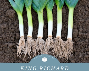 King Richard Leek (Certified Organic by MOFGA/heirloom) seeds: