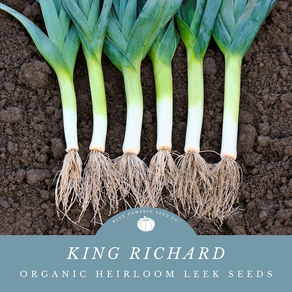 Semillas de puerro King Richard (certificado orgánico por MOFGA/reliquia):
