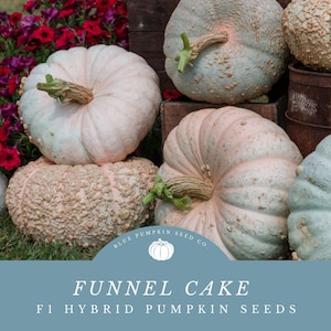 Funnel Cake F1 Pumpkins -   Grow Pink and Aqua Colored Stacker Pumpkins -A Sweet and Colorful Addition to Your Garden!
