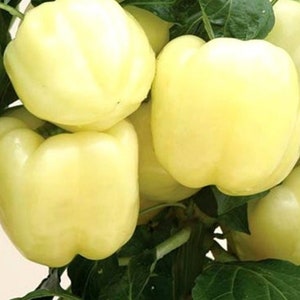 A pepper plant loaded with white bell peppers.