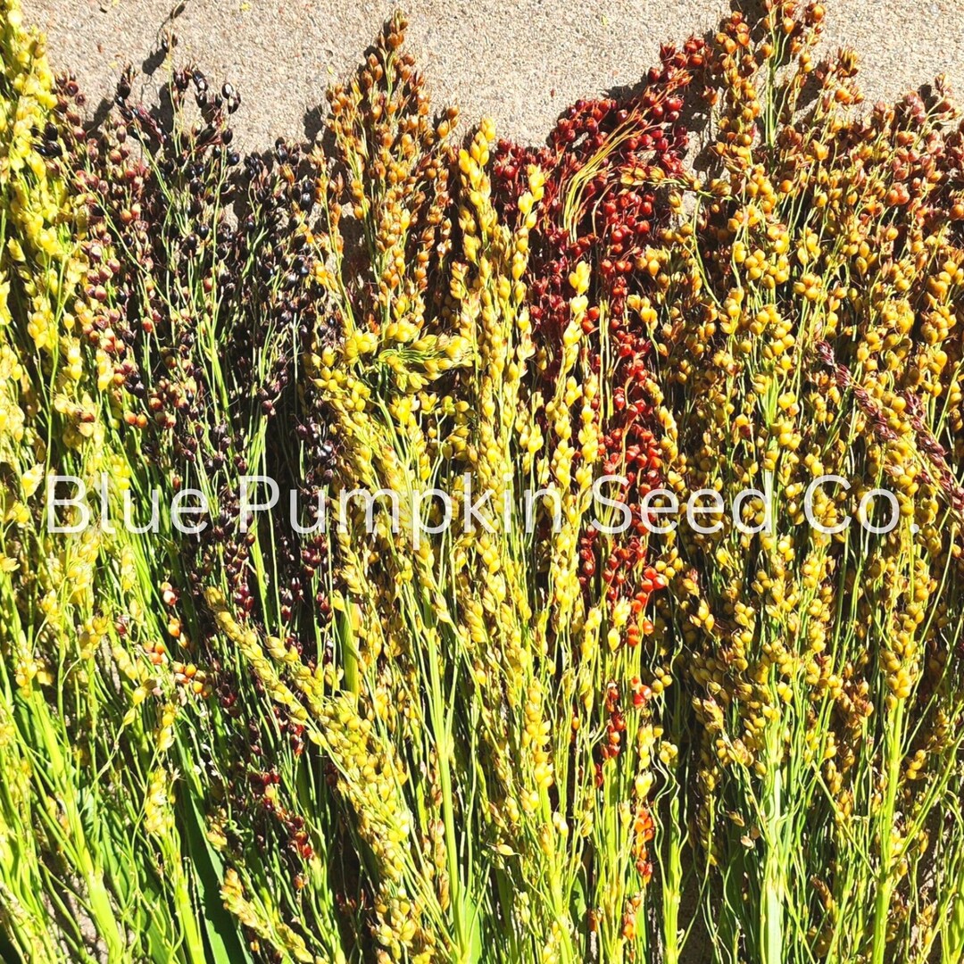 Broom Corn Seeds heirloom/op Broomcorn Corn Etsy Australia