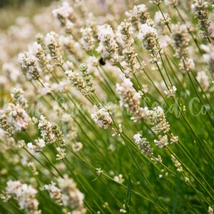 A field of Elegance ice lavender.