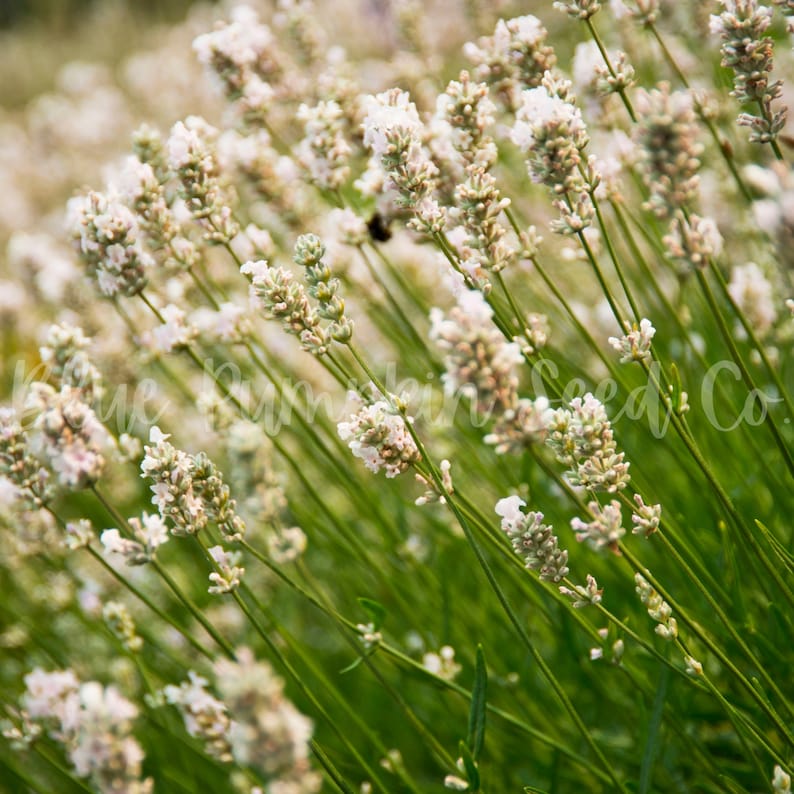 A field of Elegance ice lavender.