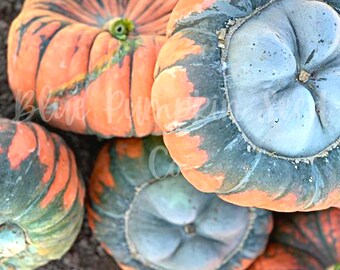 ★BLUE ELEPHANT★ GARDEN pumpkin GARDEN pumpkin - BLUE ELEPHANT