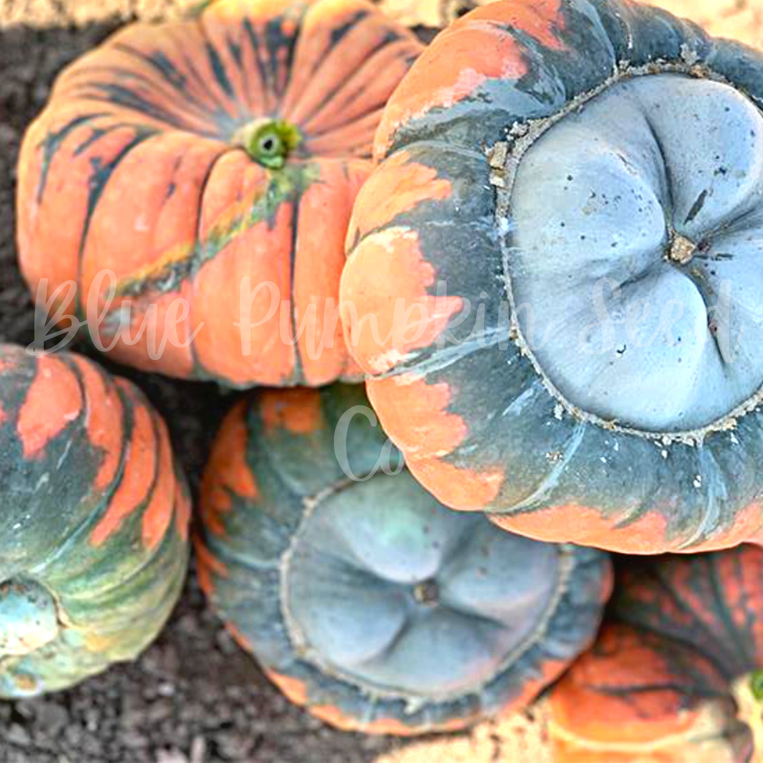 Troll Pumpkin (f1/zymv/pm/c.maxima) Seeds: Ornamental
