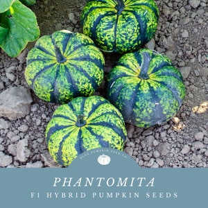 May include: Four green and black striped pumpkins with a blue and white logo that says "Blue Pumpkin Seed Co." and the text "PHANTOMITA F1 HYBRID PUMPKIN SEEDS".
