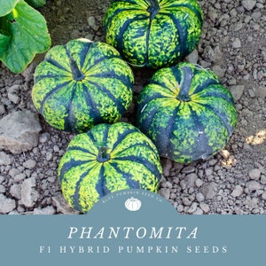 Phantomita F1 pumpkin seeds: Grow Bright Green And Dark Green Striped Pumpkins In Limited Space!