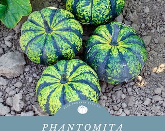 May include: Four green and black striped pumpkins with a blue and white logo that says "Blue Pumpkin Seed Co." and the text "PHANTOMITA F1 HYBRID PUMPKIN SEEDS".