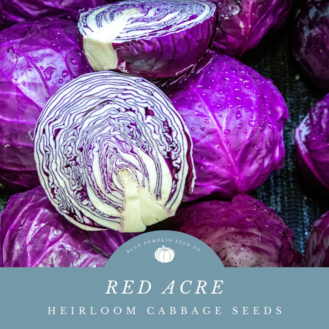 Red Acre Cabbage Cold Hardy Variety for Colder Growing Zones grow Bright Burgundy Heads of