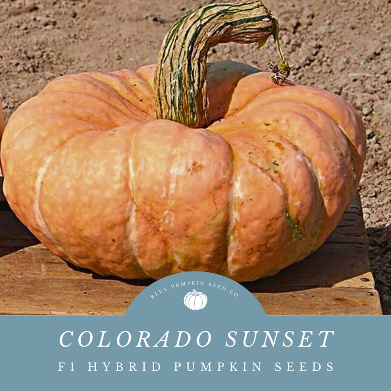 A Colorado Sunset Pumpkin out in the sun on a wooden table