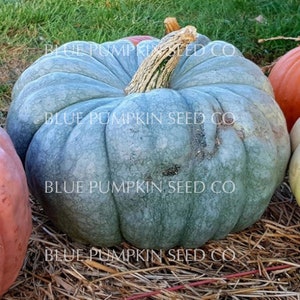 Close-up of a Blue Doll pumpkin.