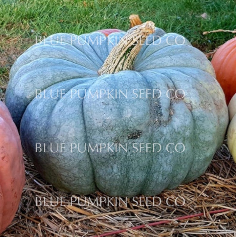Close-up of a Blue Doll pumpkin.