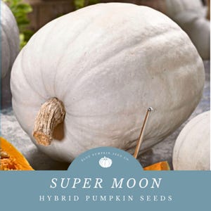May include: A large, white, smooth-skinned pumpkin with a brown stem. The pumpkin is labeled "Super Moon Hybrid Pumpkin Seeds" with a logo of a blue pumpkin with the text "Blue Pumpkin Seed Co."